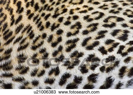 Stock Image - Close up of Leopard, Greater Kruger National Park, South Africa. Fotosearch