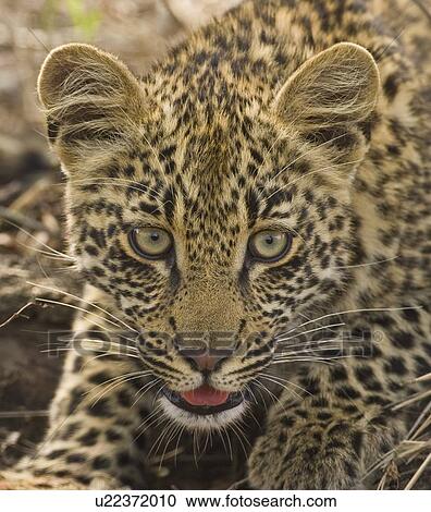 Close up of Leopard, Greater Kruger National Park, South Africa View Large Photo Image Stock Image - Close up of Leopard, Greater Kruger National Park, South Africa. Fotosearch