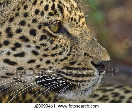 Close up of Leopard, Greater Kruger National Park, South Africa View Large Photo Image Stock Image - Close up of Leopard, Greater Kruger National Park, South Africa. Fotosearch