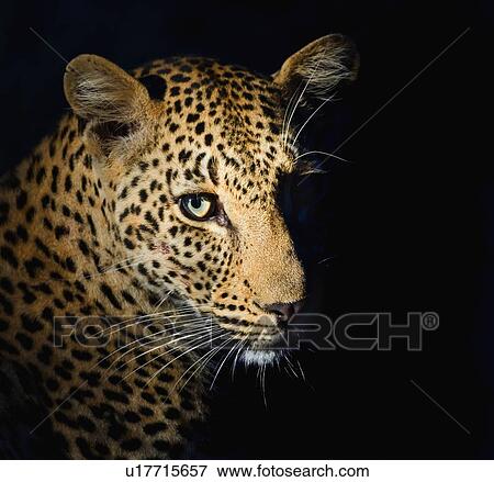 Stock Photo - Close up of Leopard, Greater Kruger National Park, South Africa. Fotosearch