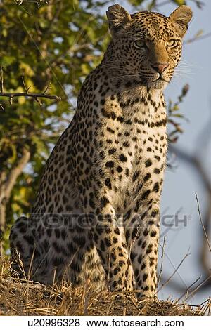 Close up of Leopard, Greater Kruger National Park, South Africa View Large Photo Image Stock Photo - Close up of Leopard, Greater Kruger National Park, South Africa. Fotosearch