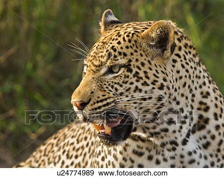 Close up of Leopard, Greater Kruger National Park, South Africa View Large Photo Image Stock Photo - Close up of Leopard, Greater Kruger National Park, South Africa. Fotosearch