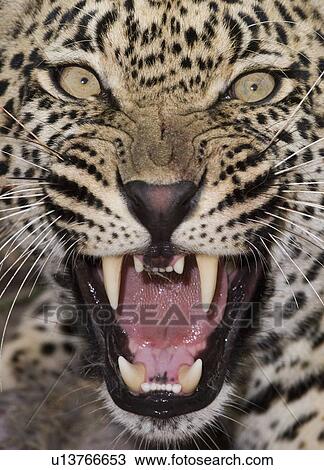 Close up of leopard growling View Large Photo Image Stock Image - Close up of leopard growling. Fotosearch