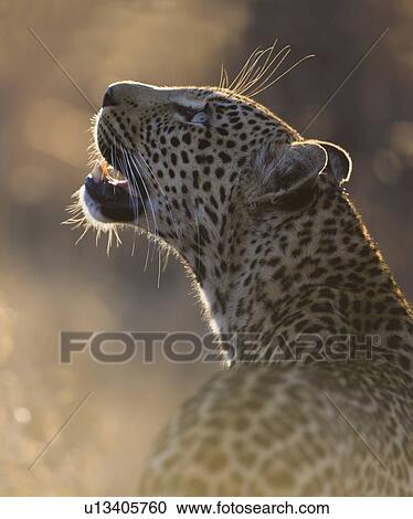 Close up of leopard looking up View Large Photo Image Stock Image - Close up of leopard looking up. Fotosearch