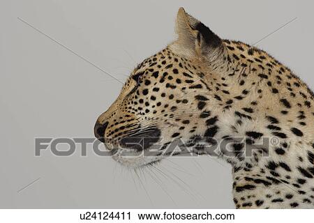 Stock Image - Close up of leopard. Fotosearch