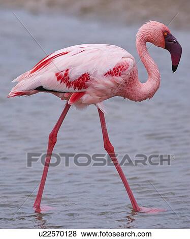 Stock Photo - Close up of Lesser Flamingo, Namibia, Africa. Fotosearch