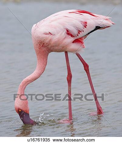Close up of Lesser Flamingo, Namibia, Africa View Large Photo Image Stock Photography - Close up of Lesser Flamingo, Namibia, Africa. Fotosearch