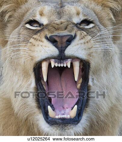 Picture - Close up of lion growling. Fotosearch