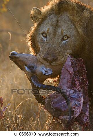 Stock Image - Close up of lion holding carcass in mouth. Fotosearch