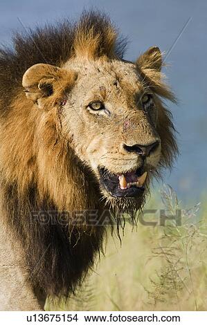 Picture - Close up of male lion, Greater Kruger National Park, South Africa. Fotosearch