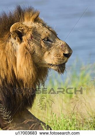 Stock Image - Close up of male lion, Greater Kruger National Park, South Africa. Fotosearch