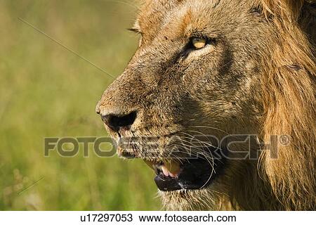Stock Image - Close up of male lion, Greater Kruger National Park, South Africa. Fotosearch