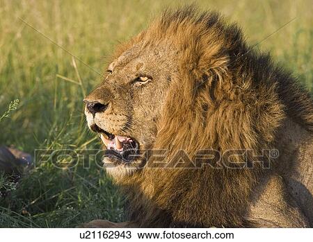 Stock Image - Close up of male lion, Greater Kruger National Park, South Africa. Fotosearch