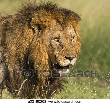 Close up of male lion, Greater Kruger National Park, South Africa View Large Photo Image Stock Photo - Close up of male lion, Greater Kruger National Park, South Africa. Fotosearch