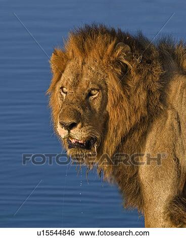 Stock Photograph - Close up of male lion, Greater Kruger National Park, South Africa. Fotosearch