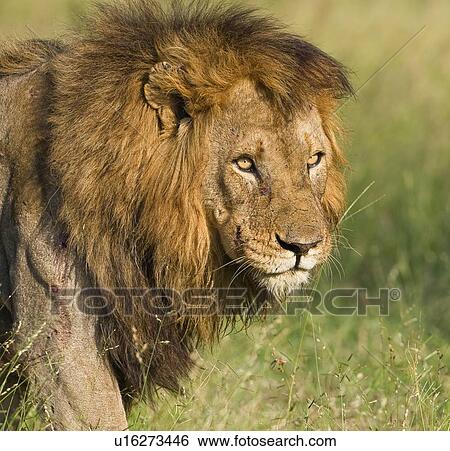 Stock Photograph - Close up of male lion, Greater Kruger National Park, South Africa. Fotosearch