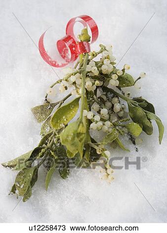 Close up of mistletoe in snow View Large Photo Image Stock Image - Close up of mistletoe in snow. Fotosearch