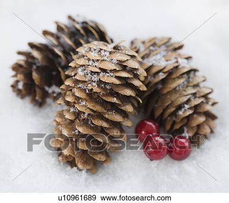 Stock Photo - Close up of pinecones in snow. Fotosearch