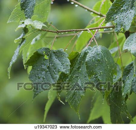 Stock Image - Close up of raindrops on green leaves. Fotosearch