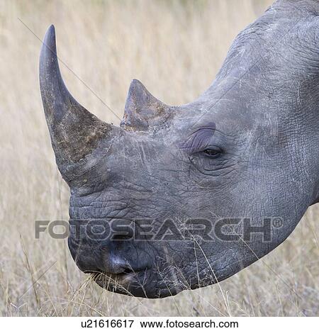 Close up of rhinoceros View Large Photo Image Stock Photo - Close up of rhinoceros. Fotosearch