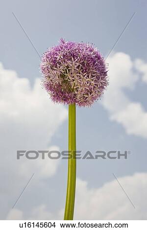 Picture - Close up of round flower against sky. Fotosearch