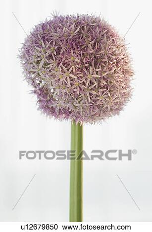 Close up of round flower View Large Photo Image Stock Image - Close up of round flower. Fotosearch
