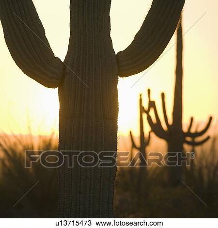Stock Image - Close up of Saguaro cactus. Fotosearch