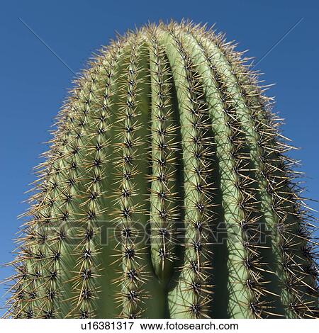 Close up of Saguaro Cactus View Large Photo Image Stock Photo - Close up of Saguaro Cactus. Fotosearch