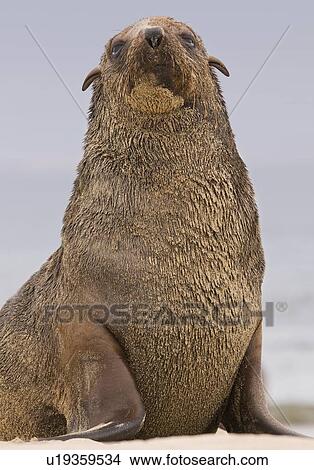 Close up of South African Fur Seal, Namibia, Africa View Large Photo Image Picture - Close up of South African Fur Seal, Namibia, Africa. Fotosearch
