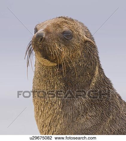 Stock Image - Close up of South African Fur Seal, Namibia, Africa. Fotosearch