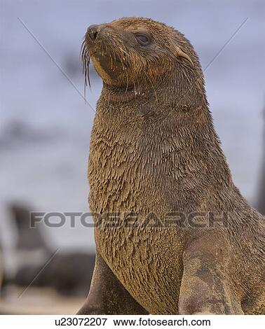 Close up of South African Fur Seal, Namibia, Africa View Large Photo Image Stock Photo - Close up of South African Fur Seal, Namibia, Africa. Fotosearch