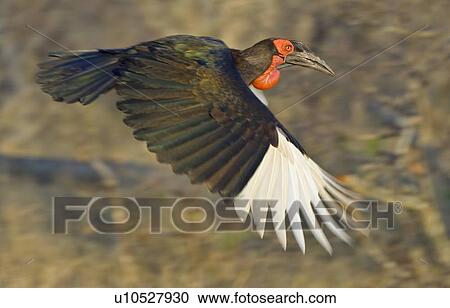 Stock Image - Close up of Southern Ground-Hornbill in flight, Greater Kruger National Park, South Africa. Fotosearch