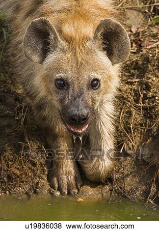 Stock Photo - Close up of Spotted Hyaena, Greater Kruger National Park, South Africa. Fotosearch