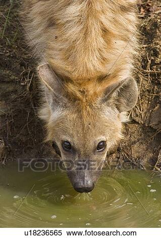 Close up of Spotted Hyaena, Greater Kruger National Park, South Africa View Large Photo Image Stock Photography - Close up of Spotted Hyaena, Greater Kruger National Park, South Africa. Fotosearch