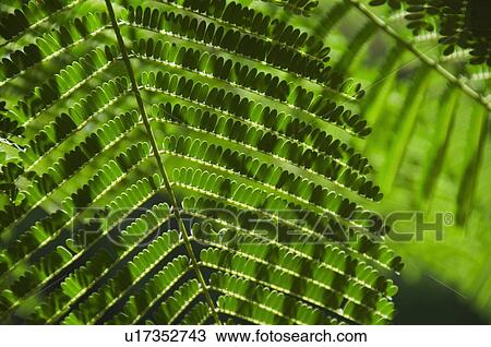 Close up of topical plant, Bermuda View Large Photo Image Stock Image - Close up of topical plant, Bermuda. Fotosearch