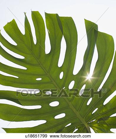 Stock Photo - Close up of tropical leaf. Fotosearch