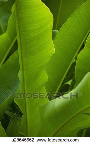 Close up of tropical plant, Bermuda View Large Photo Image Stock Image - Close up of tropical plant, Bermuda. Fotosearch