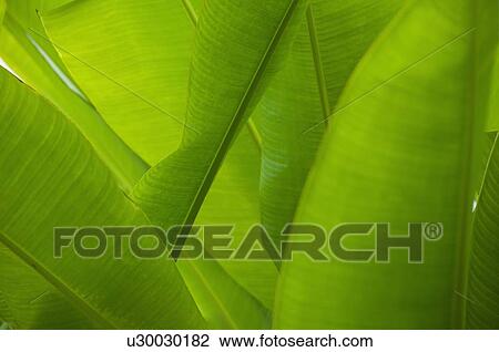 Close up of tropical plant, Bermuda View Large Photo Image Stock Image - Close up of tropical plant, Bermuda. Fotosearch