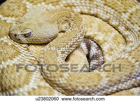 Stock Image - Close up of Western diamondback rattlesnake. Fotosearch