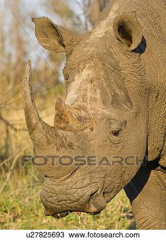 Close up of White Rhinoceros, Greater Kruger National Park, South Africa View Large Photo Image Stock Image - Close up of White Rhinoceros, Greater Kruger National Park, South Africa. Fotosearch