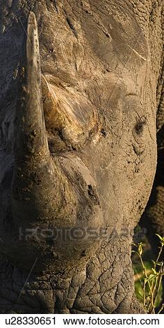 Stock Image - Close up of White Rhinoceros, Greater Kruger National Park, South Africa. Fotosearch