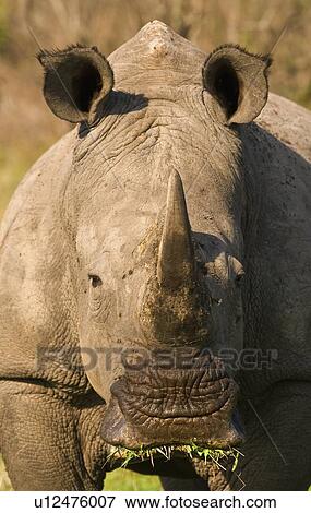Stock Photo - Close up of White Rhinoceros, Greater Kruger National Park, South Africa. Fotosearch