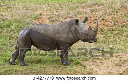 Close up of White Rhinoceros, Greater Kruger National Park, South Africa View Large Photo Image Stock Photo - Close up of White Rhinoceros, Greater Kruger National Park, South Africa. Fotosearch