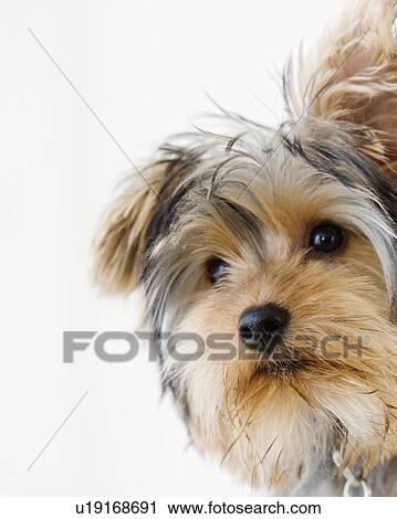 Close up of Yorkshire terrier View Large Photo Image Stock Image - Close up of Yorkshire terrier. Fotosearch