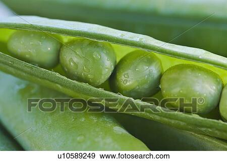Close up peas in a pod View Large Photo Image Stock Photo - Close up peas in a pod. Fotosearch