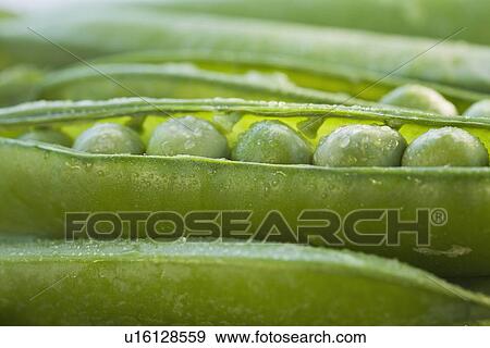 Stock Photo - Close up peas in a pod. Fotosearch