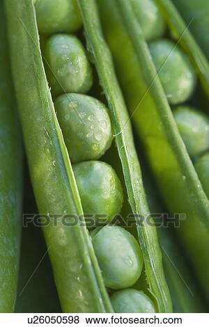 Close up peas in a pod View Large Photo Image Stock Photo - Close up peas in a pod. Fotosearch
