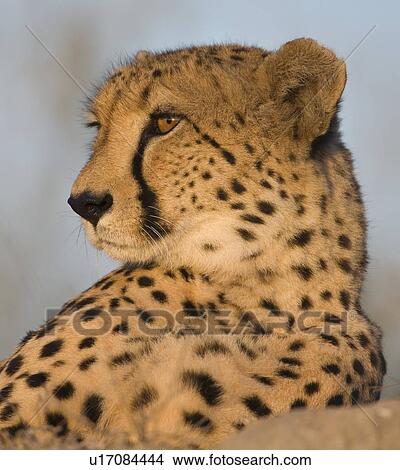 Picture - Close up portrait of cheetah. Fotosearch
