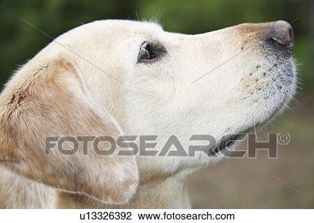 Stock Image - Close up portrait of dog. Fotosearch