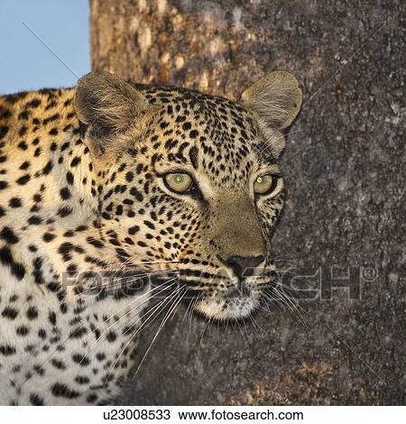 Close up wild leopard in tree View Large Photo Image Stock Image - Close up wild leopard in tree. Fotosearch